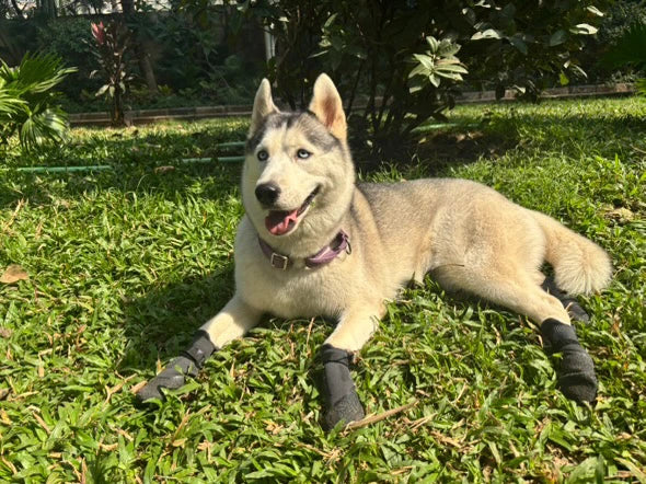 Protective Dog Shoes - Waterproof