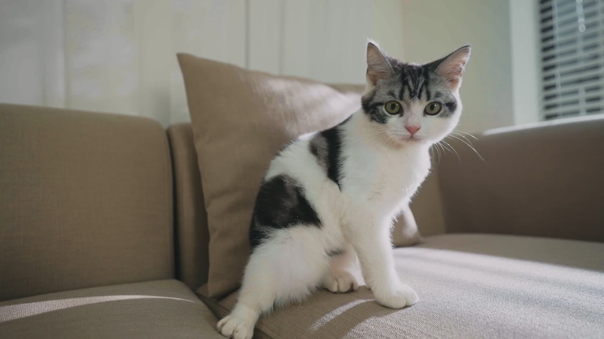 Load video: Petkit Purobot Ultra Video