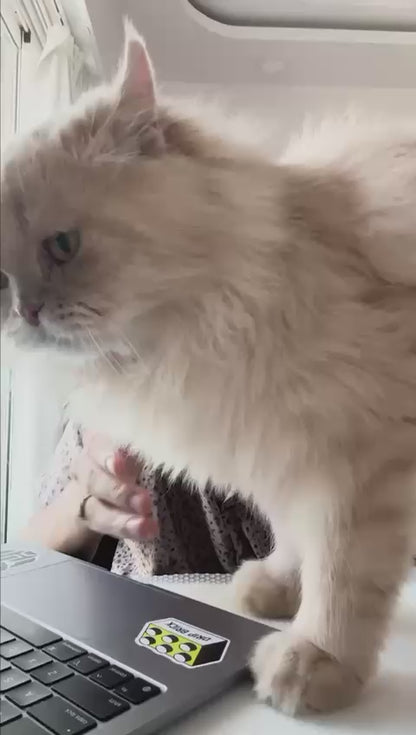 Cat Collar Laser Toy